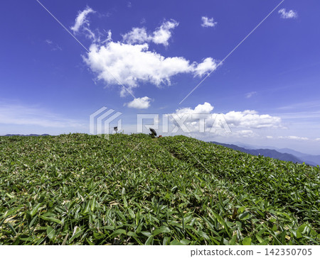 一幅健行之旅的場景,展現了鬱鬱蔥蔥的竹林山脊俯瞰四國群山,天空湛藍清澈。 一幅健行之旅的場景,展現了鬱鬱蔥蔥的竹林山脊俯瞰四國群山,天空湛藍清澈。 142350705