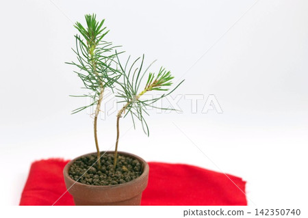 Small Japanese red pine seedlings Small Japanese red pine seedlings 142350740