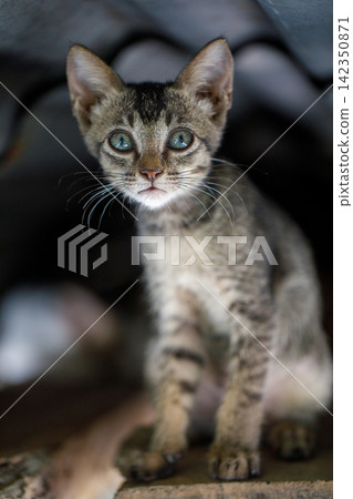 Vertical photo of playful cat holding furry toy while playing with another cat indoors Vertical photo of playful cat holding furry toy while playing with another cat indoors 142350871