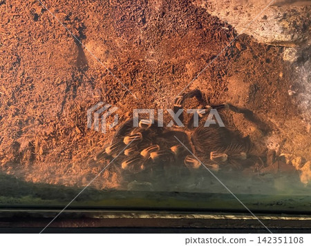 Brazilian Black and White Tarantula in Zoo Exhibit Brazilian Black and White Tarantula in Zoo Exhibit 142351108