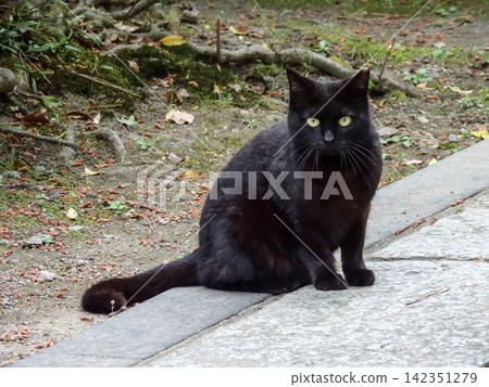 Black cat Black cat 142351279