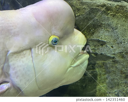 Impressive sunfish Impressive sunfish 142351460