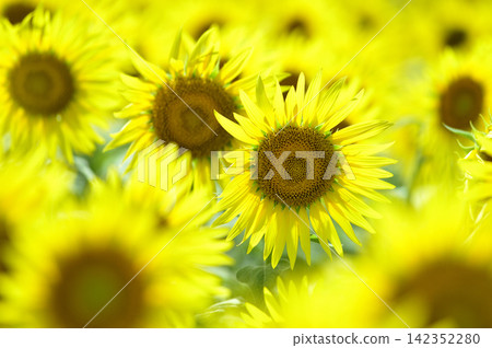 Speaking of summer sunflower Speaking of summer sunflower 142352280