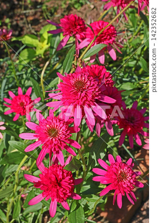 紫錐菊(南方鈴蘭) 紫錐菊(南方鈴蘭) 142352682