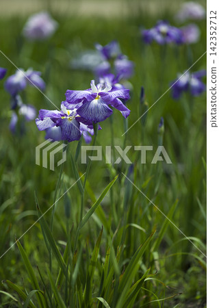 Purple and white irises are blooming in the iris garden. The name of this iris is Yakounotama (night-glowing pearl). Purple and white irises are blooming in the iris garden. The name of this iris is Yakounotama (night-glowing pearl). 142352712