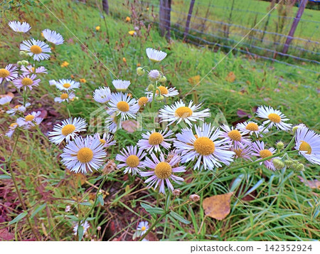 Wild Asters. Wild Asters. 142352924