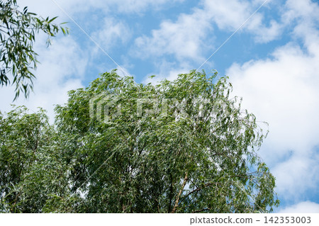 Willow tree crowns against blue sky with white clouds. Natural seasonal landscape. Willow tree crowns against blue sky with white clouds. Natural seasonal landscape. 142353003