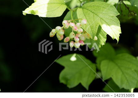 White snowberry berries growing on branch in sunlight. Cluster of white snowberry berries hanging on a leafy branch illuminated by sunlight. White snowberry berries growing on branch in sunlight. Cluster of white snowberry berries hanging on a leafy branch illuminated by sunlight. 142353005