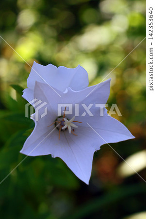 Powered by Translate Powered by Translate 142353640