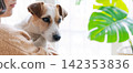 Panoramic Pet Terrier Dog Portrait with a Caucasian Woman 142353836