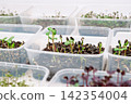 Seedlings growing in plastic containers on a white surface indoors 142354004