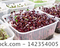 Microgreens growing in clear plastic containers on a light background 142354005