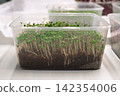 Microgreens growing in clear plastic container on white surface 142354006