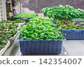 Fresh microgreens growing in trays inside a greenhouse environment 142354007
