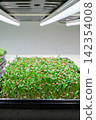Seedlings growing under LED lights in a hydroponic system setup 142354008