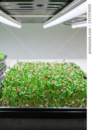 Seedlings growing under LED lights in a hydroponic system setup Seedlings growing under LED lights in a hydroponic system setup 142354008