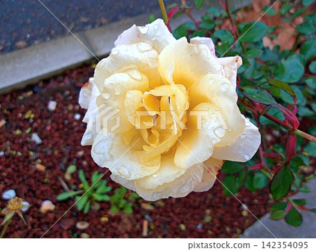 Leverkusen Rose. Leverkusen Rose. 142354095