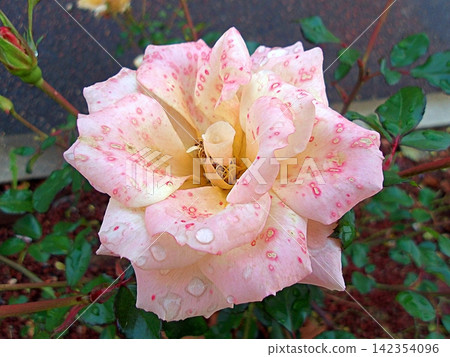 Belle Epoque Rose. Belle Epoque Rose. 142354096