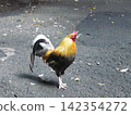 Colorful chicken 142354272