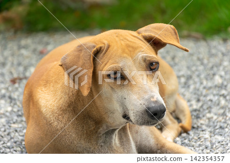 Closeup portrait of brown dog resting calmly gravel outdoors attentive eyes relaxed ears surrounded by softly blurred natural background 142354357