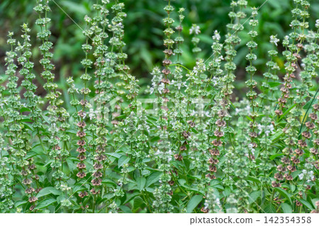 Dense flowering basil plants green leaves white blossoms mature seed heads growing naturally outdoors lush tropical herb garden Dense flowering basil plants green leaves white blossoms mature seed heads growing naturally outdoors lush tropical herb garden 142354358