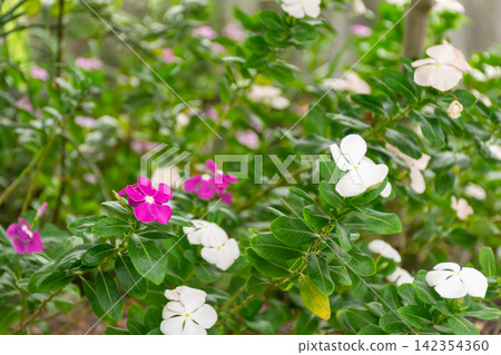 Pink white periwinkle flowers blooming among lush green leaves tropical garden vibrant natural colors fresh summer growth Pink white periwinkle flowers blooming among lush green leaves tropical garden vibrant natural colors fresh summer growth 142354360