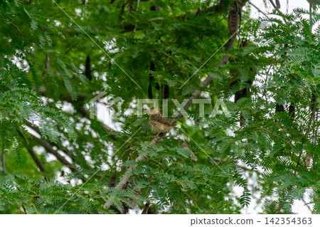 Asian golden weaver bird perched tree branch among lush green leaves natural tropical habitat showing wild bird behavior detailed plumage Asian golden weaver bird perched tree branch among lush green leaves natural tropical habitat showing wild bird behavior detailed plumage 142354363