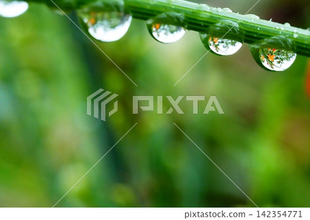 雨後,雨滴整齊地排列在綠葉上。 雨後,雨滴整齊地排列在綠葉上。 142354771