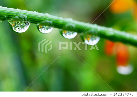 雨後,雨滴倒映在花朵上。 雨後,雨滴倒映在花朵上。 142354773