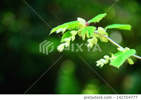Young leaves and flowers of Corylopsis spicata Young leaves and flowers of Corylopsis spicata 142354777