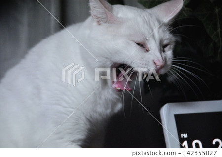 房間裡一隻白貓打著哈欠 房間裡一隻白貓打著哈欠 142355027