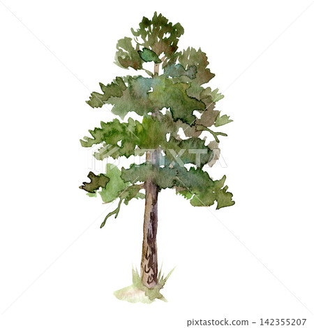 Watercolor tall pine tree with textured trunk and lush green crown Watercolor tall pine tree with textured trunk and lush green crown 142355207