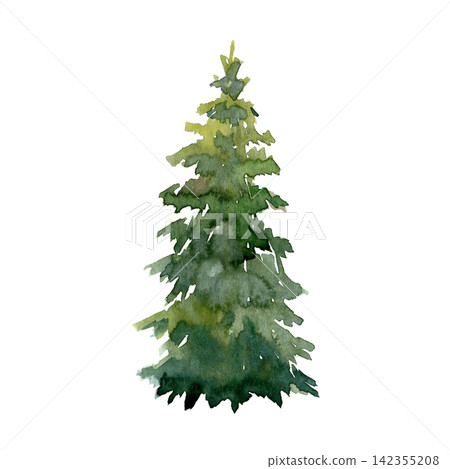 Watercolor tall green spruce fir tree hand painted evergreen conifer Watercolor tall green spruce fir tree hand painted evergreen conifer 142355208