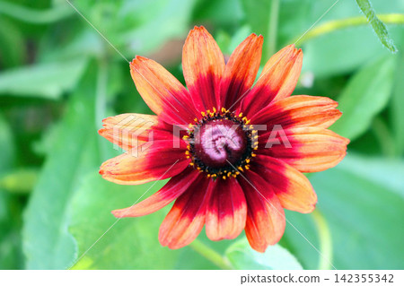 Rudbeckia Cherry Brandy 142355342