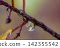 Ants and a drop of rain in the forest 142355542