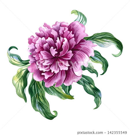 Pink peony flower. A hand drawn watercolor illustration. Perfect for designing greeting cards, invitations and congratulations. Suitable for textiles, labels, packaging and much more. Pink peony flower. A hand drawn watercolor illustration. Perfect for designing greeting cards, invitations and congratulations. Suitable for textiles, labels, packaging and much more. 142355549