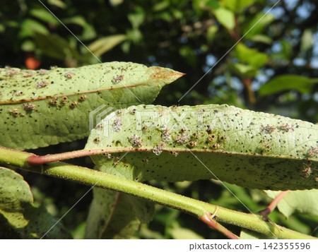 A colony of "Goldenrod lace bug" on the underside of a flowering crabapple leaf. A colony of "Goldenrod lace bug" on the underside of a flowering crabapple leaf. 142355596