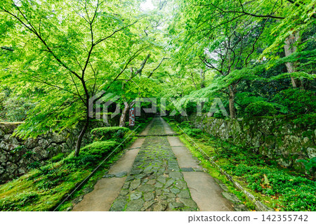 [滋賀縣東近見市] 金剛林寺：通往寺廟的道路綠樹成蔭。 142355742