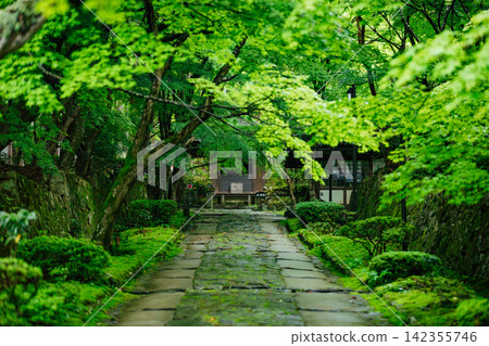 [滋賀縣東近見市] 金剛林寺：通往寺廟的道路綠樹成蔭。 142355746