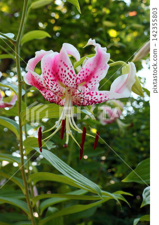 鹿子百合 鹿子百合 142355803
