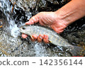 The smooth waterfall and forest of Raizawa, a tributary of the Fuefuki River, and the beautiful white-skinned char. 142356144