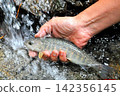 The smooth waterfall and forest of Raizawa, a tributary of the Fuefuki River, and the beautiful white-skinned char. 142356145