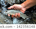 The smooth waterfall and forest of Raizawa, a tributary of the Fuefuki River, and the beautiful white-skinned char. 142356148