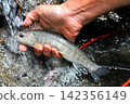 The smooth waterfall and forest of Raizawa, a tributary of the Fuefuki River, and the beautiful white-skinned char. 142356149