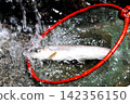 The smooth waterfall and forest of Raizawa, a tributary of the Fuefuki River, and the beautiful white-skinned char. 142356150