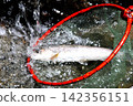 The smooth waterfall and forest of Raizawa, a tributary of the Fuefuki River, and the beautiful white-skinned char. 142356151