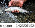 The smooth waterfall and forest of Raizawa, a tributary of the Fuefuki River, and the beautiful white-skinned char. 142356152