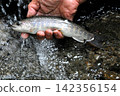 The smooth waterfall and forest of Raizawa, a tributary of the Fuefuki River, and the beautiful white-skinned char. 142356154