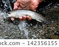 The smooth waterfall and forest of Raizawa, a tributary of the Fuefuki River, and the beautiful white-skinned char. 142356155