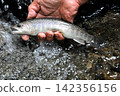 The smooth waterfall and forest of Raizawa, a tributary of the Fuefuki River, and the beautiful white-skinned char. 142356156